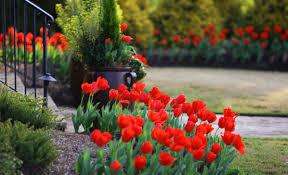 Посадка тюльпанов весной в грунт – лучший вариант для вашего дачного участка. Почему, детально рассмотрим в этой статье.