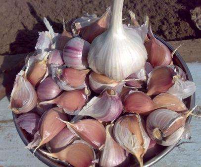 Сроки и правила посадки озимого и ярового чеснока