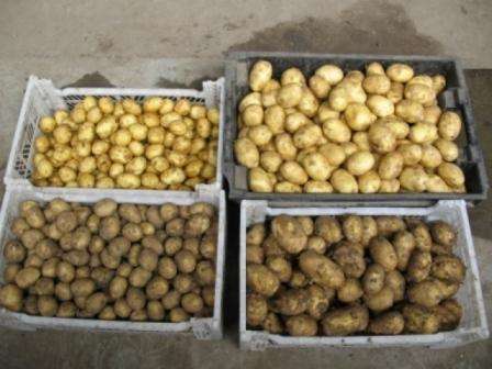 Где хранить урожай картофеля