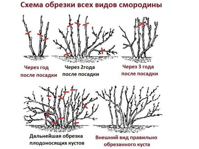 обрезка черной смородины схема