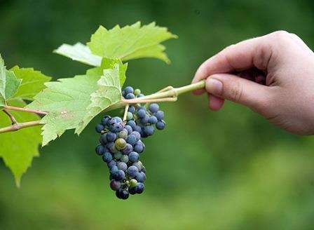 Селекционеры смогли создать идеальный виноград, который не нуждается в сложном уходе. Главное, о чем необходимо помнить дачникам – достаточном количестве влаги, которая прямым образом влияет на плотность и сочность ягод.