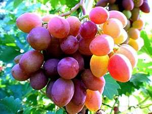 Надеемся, что наши советы помогут вам вырастить на вашем дачном участке прекрасный, богатый урожай сочного винограда.