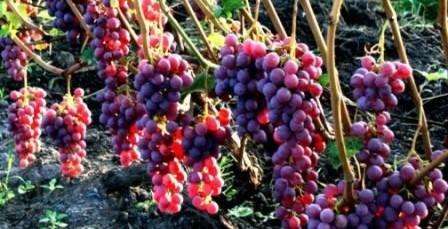Морозостойкий сорт винограда Амурский