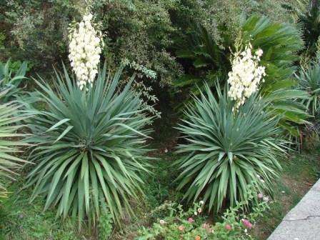 Эффектное тропическое растение — юкка садовая.