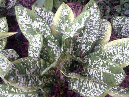 Диффенбахия: уход в домашних условиях, фото растения