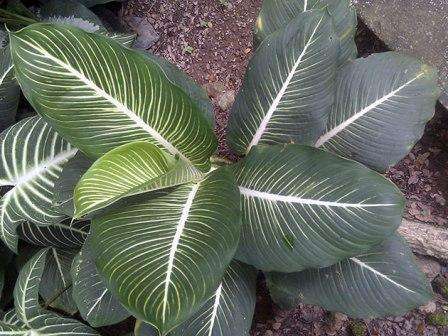 Домашние растение не так ядовиты, как дикие диффенбахии.