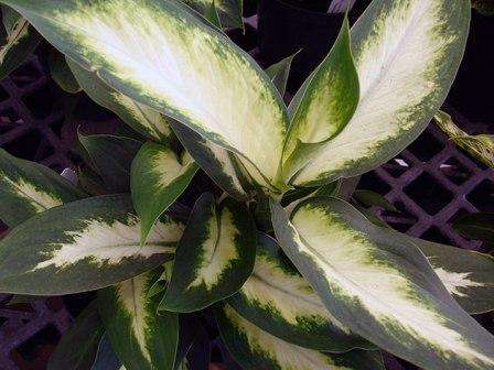 Диффенбахия: виды фото и названия