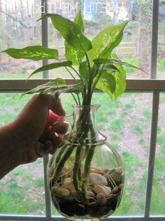 После того, как стебель будет срезан с растения, нужно поставить его в воду или землю.