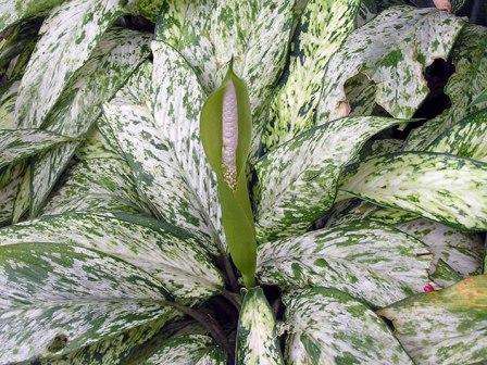 Полив комнатного цветка