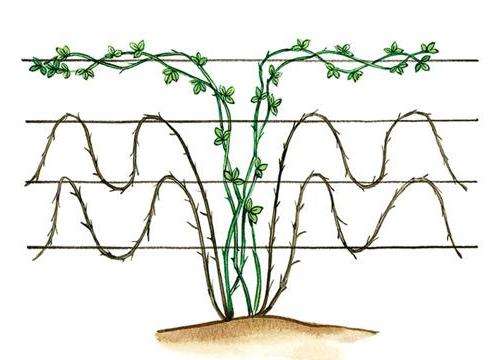 Чаще всего садоводы используют шпалеры для поддержания побегов над землей.