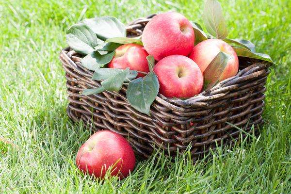Хранение яблок зимой: как правильно подготовить и хранить