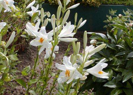 Гибриды кандидум – это садовая форма, от которой появилась белоснежная лилия. Существует не так много разновидностей данного сорта, зато все они очень пахнут