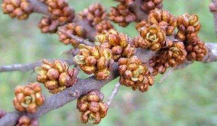 Из оставленного пня пойдут новые ветки. Растение омолодится и начнет заново приносить полезные плоды.