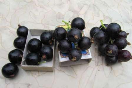 Сорт Дачница – ранний сорт черной смородины, который имеет низкие кусты. 