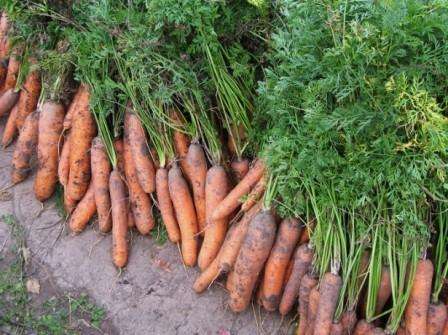 Морковь: сроки уборки для хранения