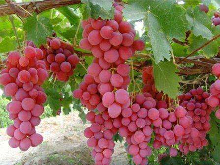 Надеемся, что наши советы помогут вырастить виноград из черенков в домашних условиях, и вы порадуете родных сочными, спелыми ягодами.