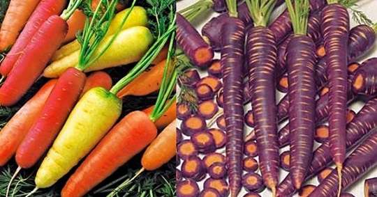  В природе встречается оранжевая морковка, синяя, желтая и даже красная.