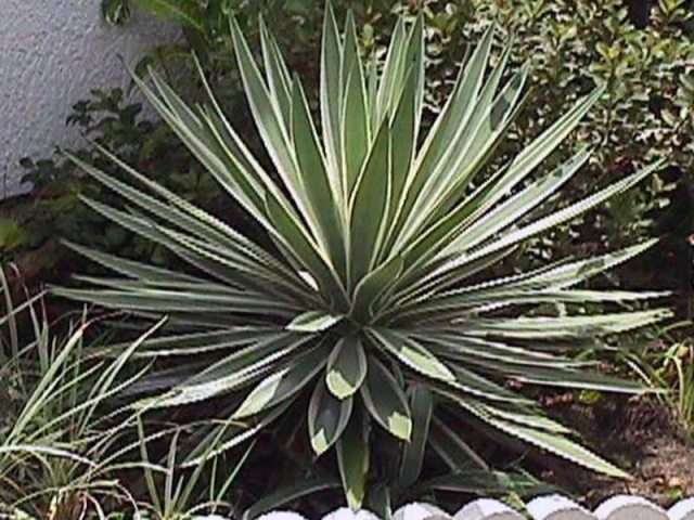 Итак, Алоэлистная юкка (yucca aloifolia) – это многолетнее растение, которое имеет прямой ствол.