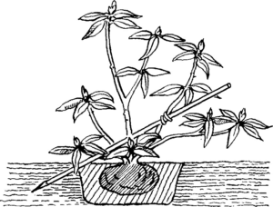 рододендрон садовый посадка и уход фото 