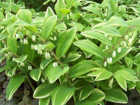 В таком случае идеальным вариантом будет купена, посадка и уход в открытом грунте за которой вовсе несложен.