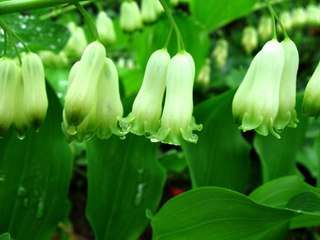 Купена, посадка и уход в открытом грунте за которой несложен, может стать настоящим украшением вашего ландшафтного участка. Надеемся, что наши советы помогут вам вырастить здоровые и пышно цветущие кустарники купены.