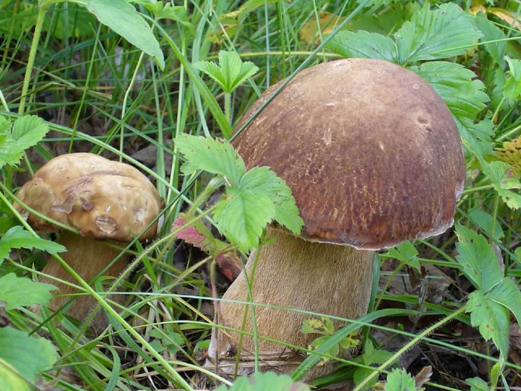 Хороший урожай грибов при помощи метода закапывания