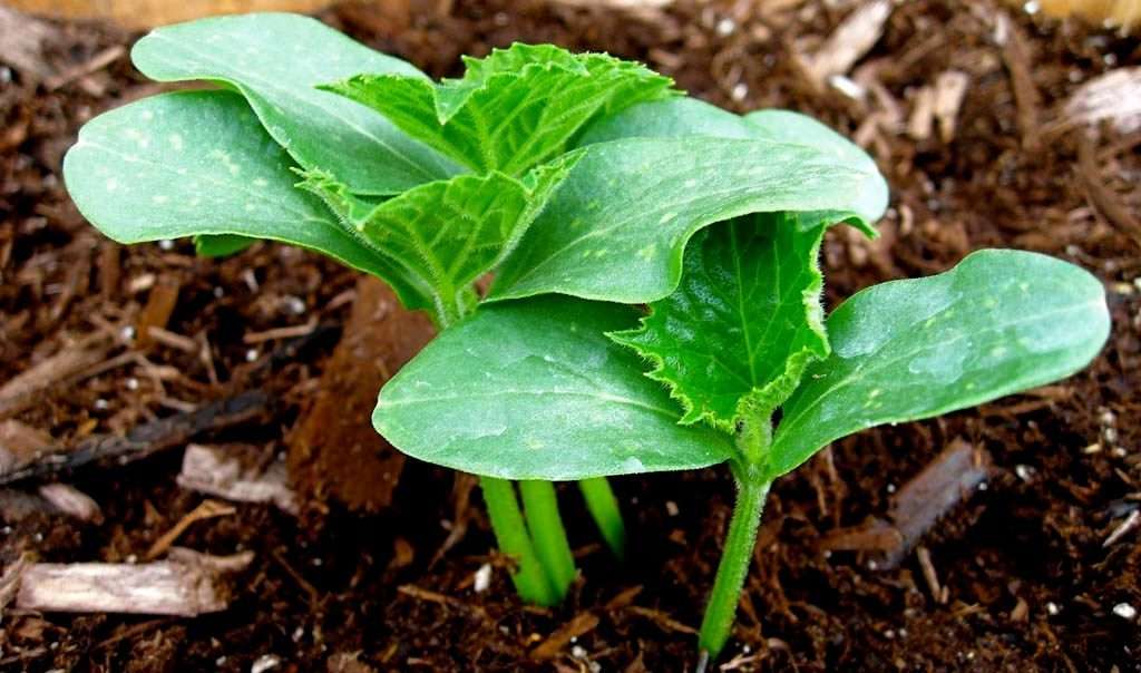 Выяснив все тонкости того, как применять куриный помет как удобрение, как разводить и с чем его смешивать, можно хорошо обогатить почву на два или даже три года.