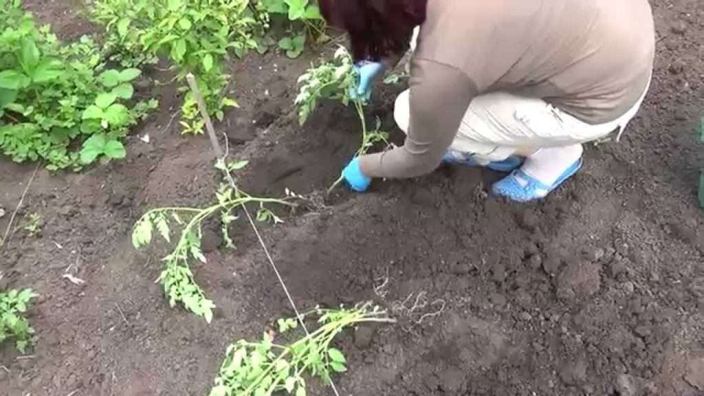 Применение жидкой подкормки наиболее целесообразно весной и летом, так как активные компоненты из разведенного в воде помета быстрее усваиваются землей, обеспечивая растения необходимыми питательными веществами.