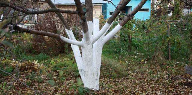 Зачем белить деревья осенью