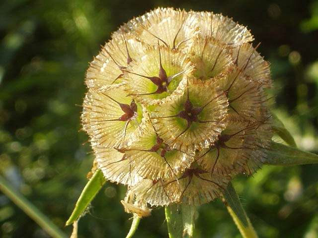 Скабиоза цветок фото