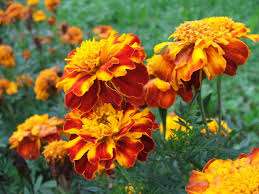Бархатцы. Самые популярные цветы, которые без преувеличения можно найти на каждом дачном участке