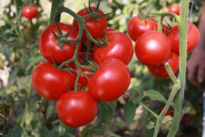 Хорошая урожайность, судя по отзывам, одно из основных достоинств томата Катя, которое неизменно радует земледельцев.