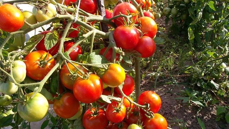 По отзывам тех, кто сажал помидоры Катя, видно, что лучше всего на кусте оставить два или три стебля.