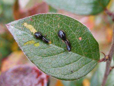 На листьях вишни черные личинки — причины и лечение