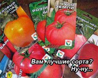 Лучшие сорта среднеплодных томатов: посадка и уход