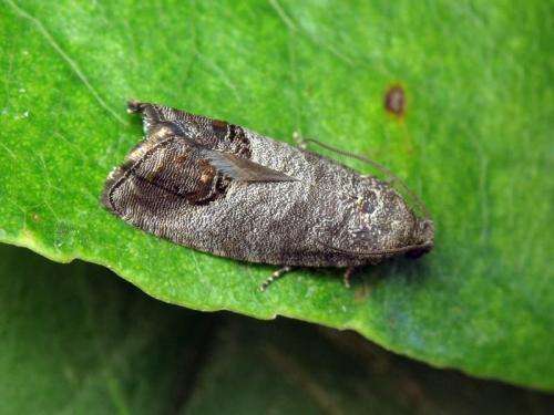 Есть такие способы борьбы с огневкой: • Глубокое осеннее перекапывание и мульчирование почвы, окучивание кустов.