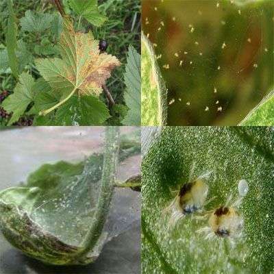 Этот вредитель помимо черной смородины очень любит крыжовник, малину, землянику, огурцы. Особенную активность проявляет в жаркое засушливое лето.