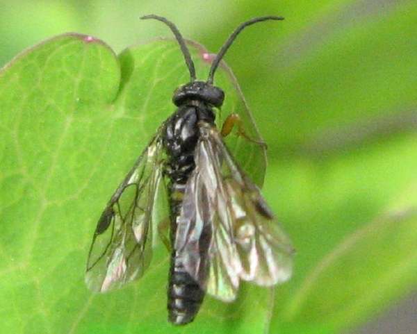 Взрослое насекомое и личинку вы можете видеть на фото.