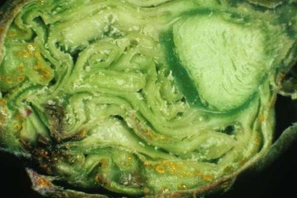 При отсутствии должных мер, растение в целом будет очень плохо развиваться, листья будут деформированными и их, а также цветов, будет очень мало. Ослабленное растение станет восприимчиво к болезням и вредителям.