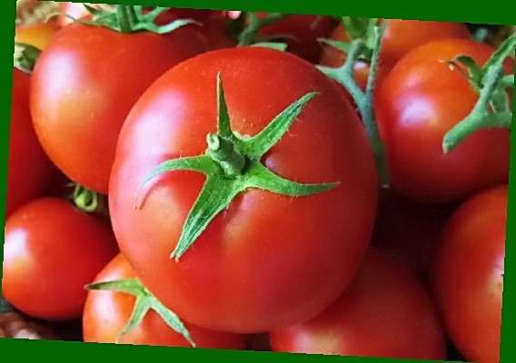 Для выращивания в теплице мало кто выбирает низкорослый томат Ляна. Отзывы, фото и описание этого любимого многими сорта предоставлены ниже.
