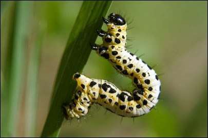 Против крыжовниковой пяденицы можно предпринять следующие шаги: • Тщательная уборка и обработка земли.