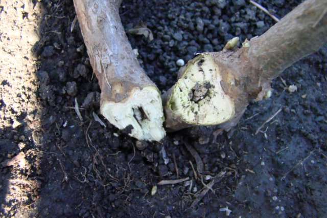 Борьба с сорняками и тщательная обрезка побегов (стеклянница не проникает в корни).