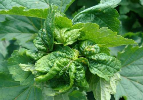 Высаживание вокруг нектароносных растений для заманивания насекомых, которые помогут в борьбе с тлей.