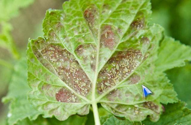 Насекомое очень любит крыжовник и черную смородину. Оно питается соком листьев, из-за чего те скручиваются и погибают.