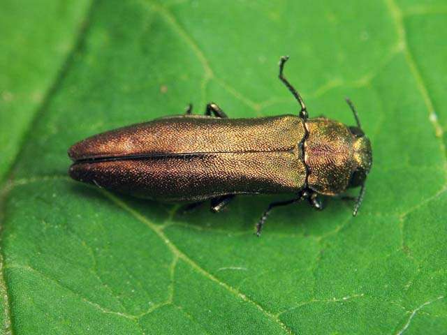 Этот жук, которого вы видите на фото, поселившись в кусте черной смородины, никогда его не покидает, постепенно выедая его стебель изнутри.