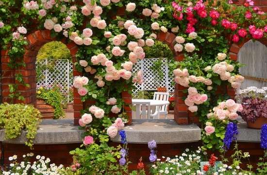 Плетистые розы. Они создадут поистине романтическое настроение. Белые, красные или желтые — они будут великолепно смотреться на стене или углу дома, на заборе или вокруг беседки.