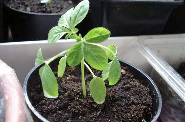 Выращивание сеянцев клеомы до пересадки в открытый грунт не может происходить без смены емкости.