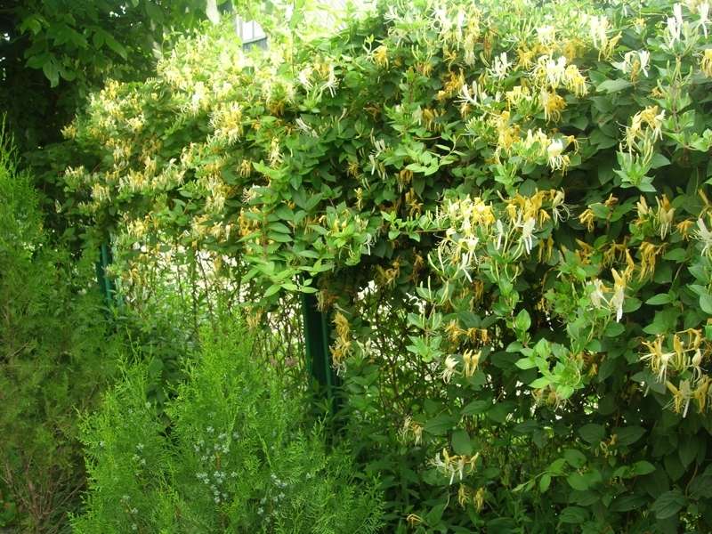Клематис. Множество пышных цветочков не покидают вьющееся растение около трех месяцев. Побеги клематиса могут достигать трехметровой длины.