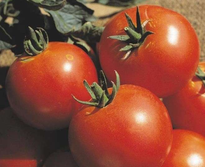https://www.dacha-svoimi-rukami.com/uvelichivaem-kolichestvo-urogaya-pomidor-s-pomochyu-nehitrih-pravil.html