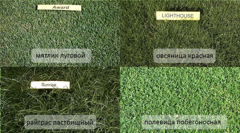 Перечисленные растения используют в самостоятельной посадке или в создании смесей. При втором варианте важно учитывать степень разновидностей газонной травы, чтобы ковер из трав выглядел однородным.